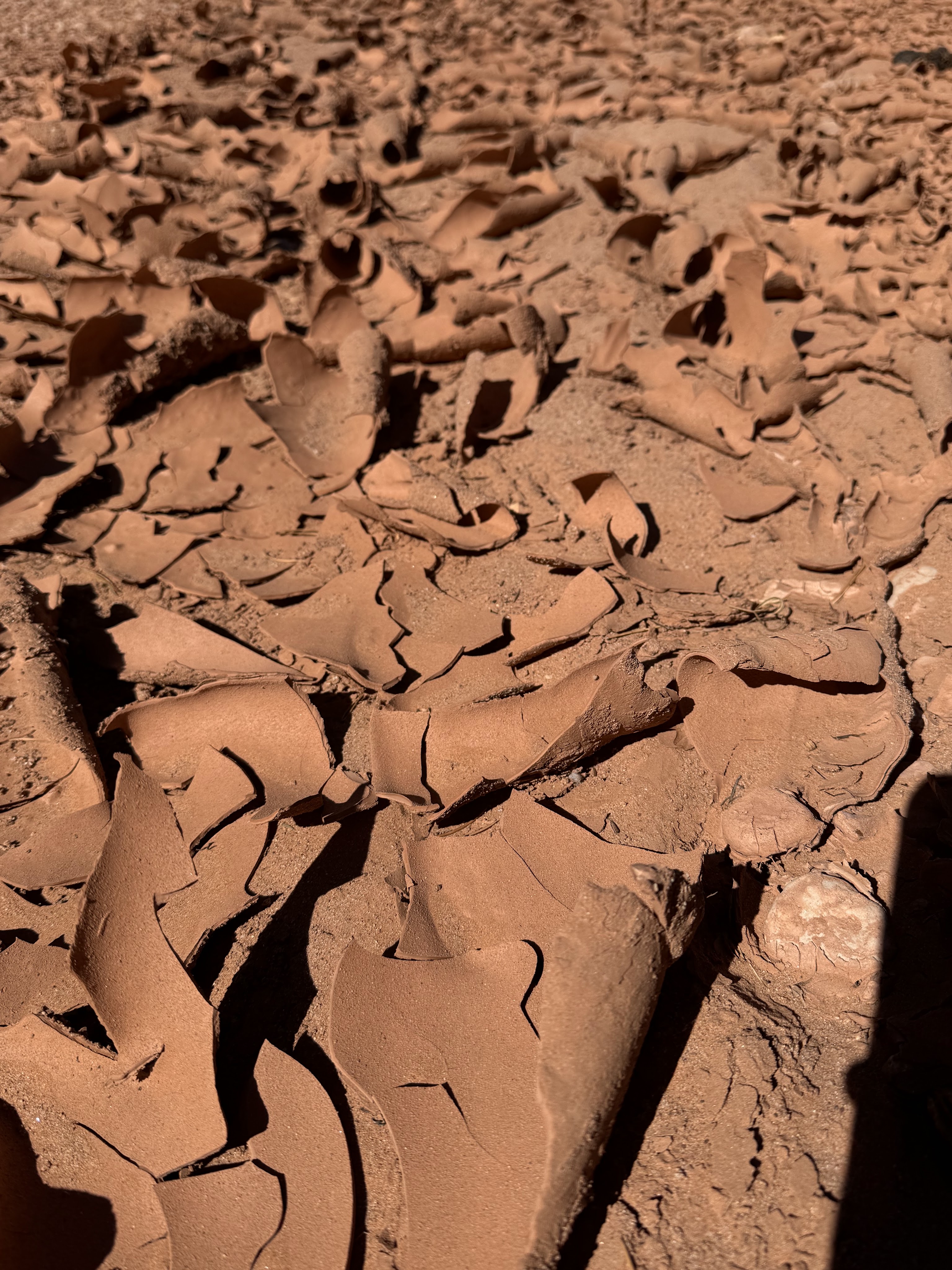 Flokken in Horse Canyon