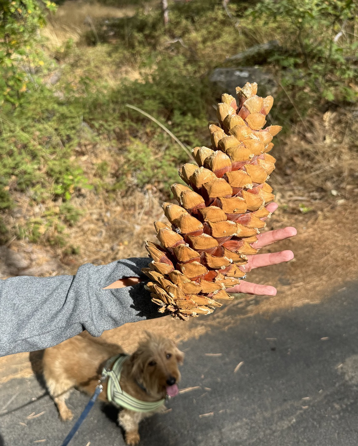 🎵 Never rains in California 🎵