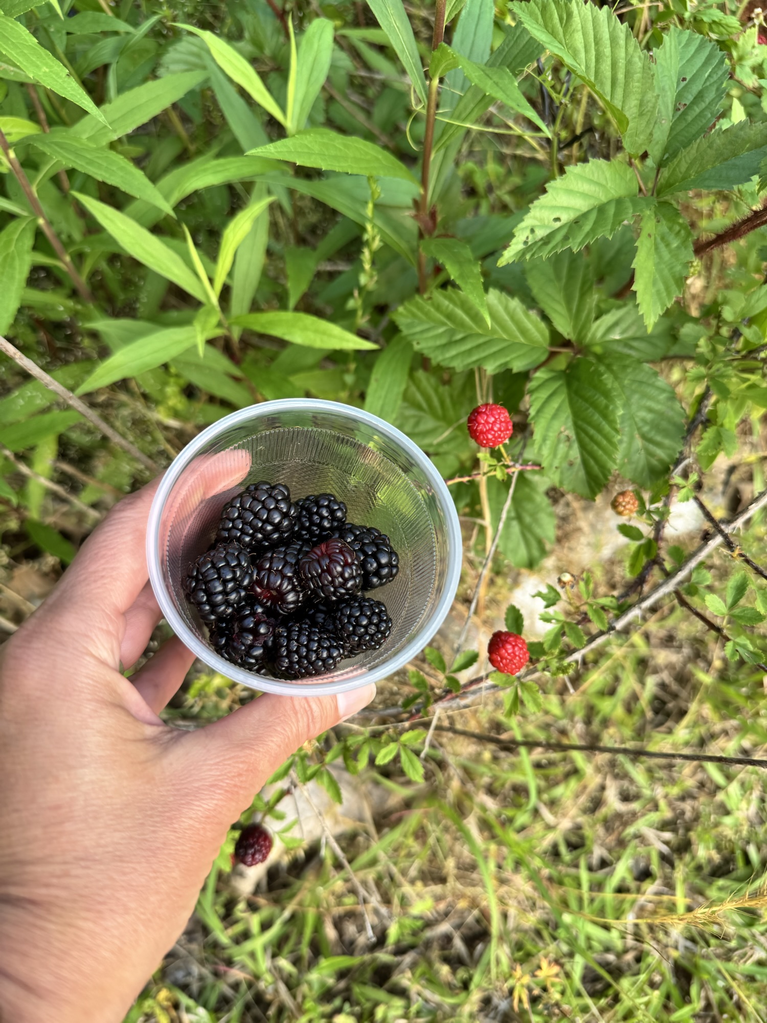 Blackberries